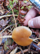 Галерина фото 2