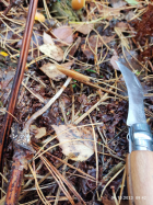 Галерина фото 3