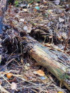 Галерина фото 4