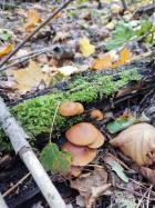 Галерина фото 6