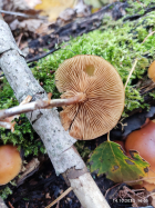 Галерина фото 7