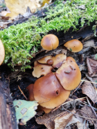 Галерина фото 8